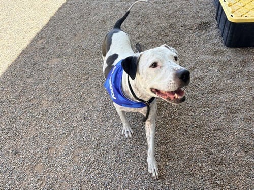 FLETCHER - American Pit Bull Terrier available for adoption