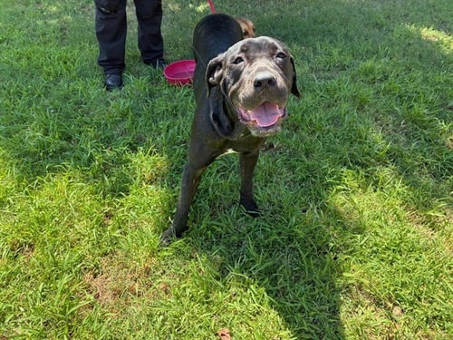 AURI - Cane Corso Mastiff available for adoption