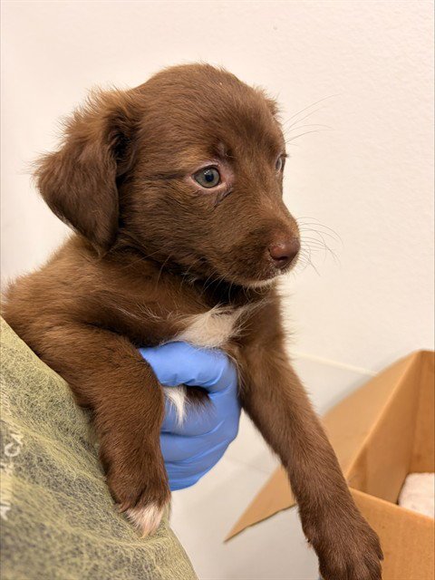 ARIEL - Australian Kelpie / Chihuahua available for adoption