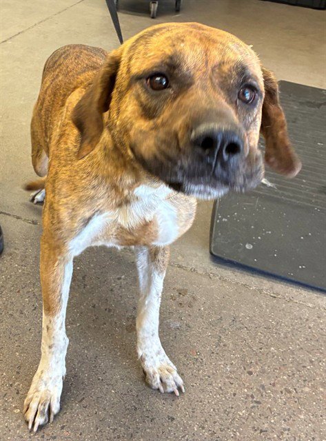 PANCAKE - American Pit Bull Terrier / Mastiff available for adoption