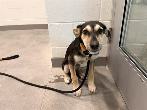 LACEY - German Shepherd Dog available for adoption