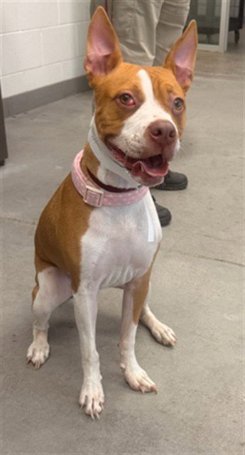 CASEY - American Pit Bull Terrier available for adoption