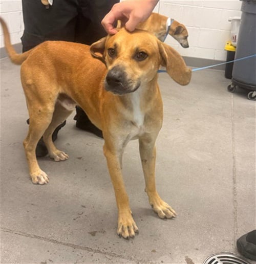 KEITH - Black Mouth Cur available for adoption