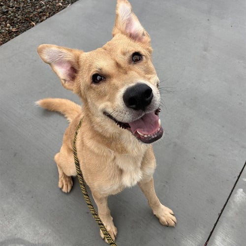 GAGE - German Shepherd Dog available for adoption