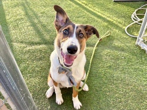 PENNY - Australian Cattle Dog/Blue Heeler available for adoption