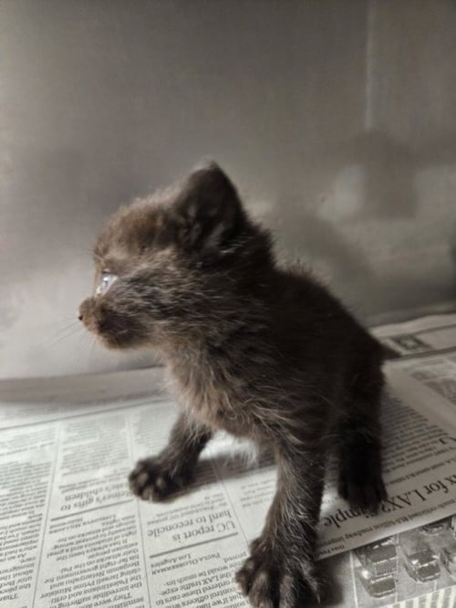 TWILIGHT - Domestic Short Hair available for adoption