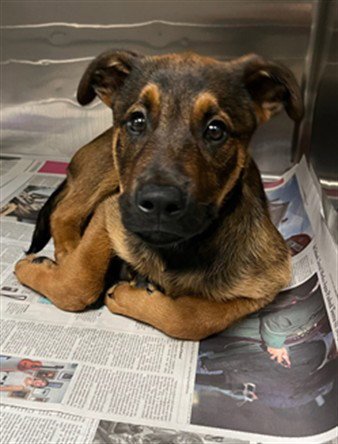 APOLLO - Rottweiler available for adoption