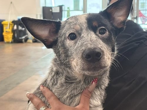 BRUNO - Australian Cattle Dog/Blue Heeler available for adoption
