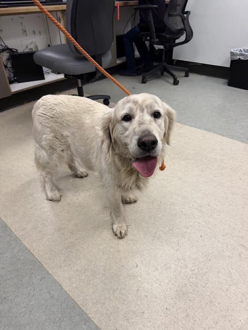 ALICE - Labrador Retriever available for adoption