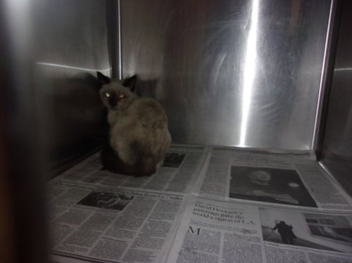 A2285342 - Siamese available for adoption
