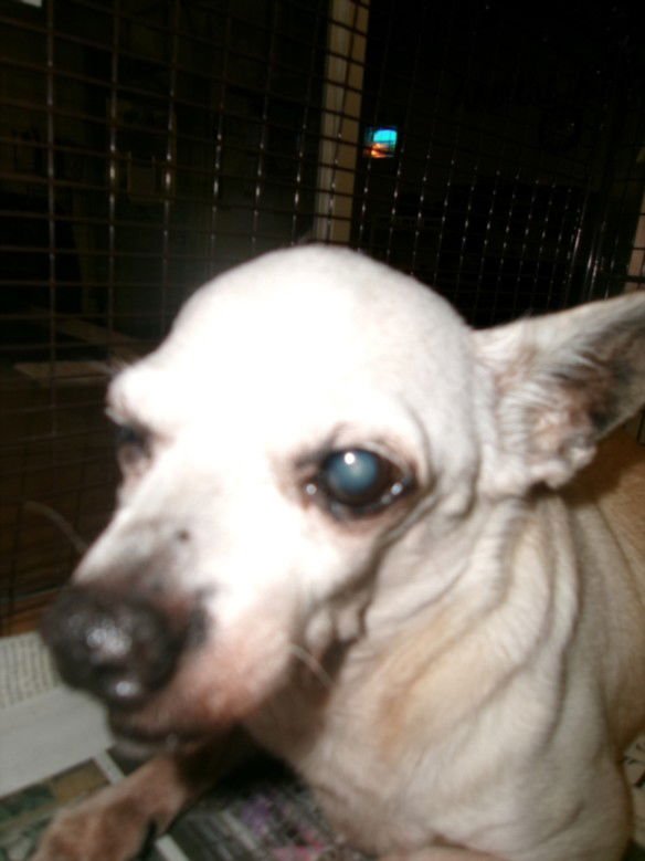 TOTO - Chihuahua available for adoption