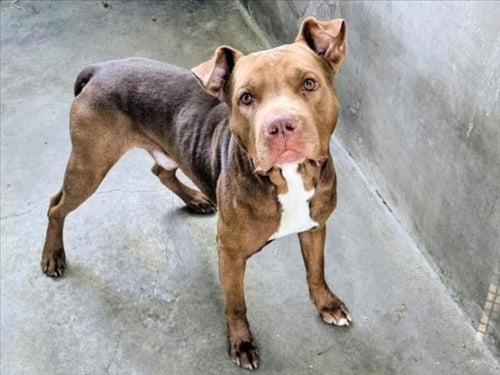 MR D - American Staffordshire Terrier available for adoption