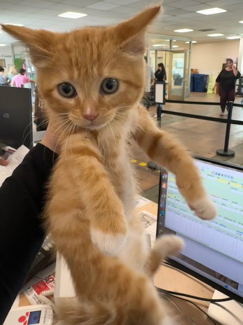 SHORTCAKE - Domestic Short Hair available for adoption