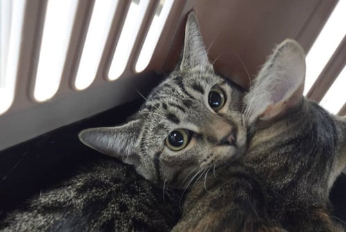 SKIDOO - Domestic Medium Hair available for adoption