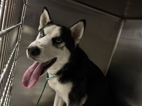 MARTY - Husky available for adoption