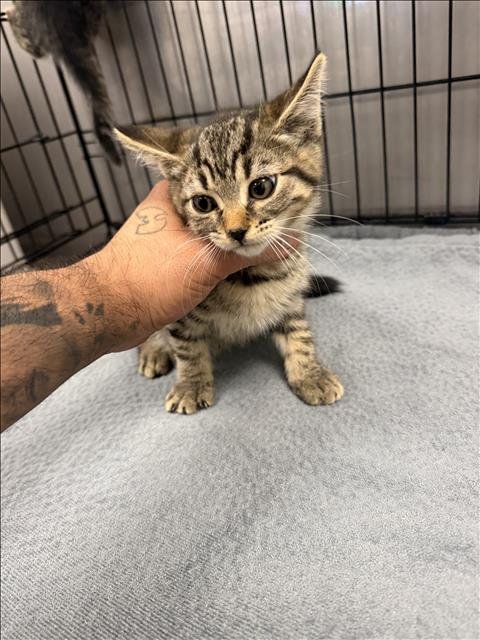 JIMBO - Domestic Short Hair available for adoption