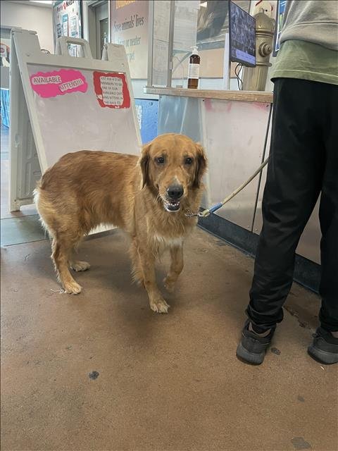 ROSIE MOUSSIESSE - Golden Retriever available for adoption
