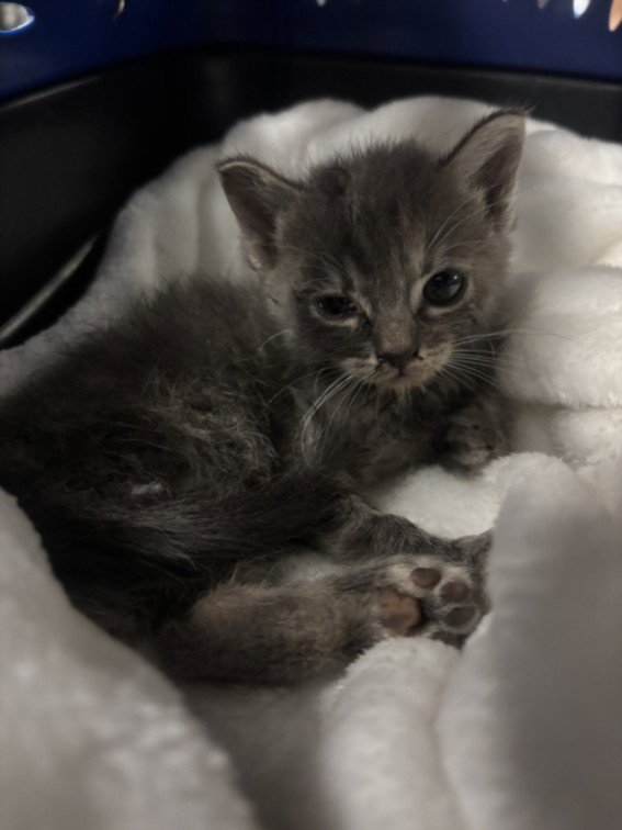 BABY SILVER Image