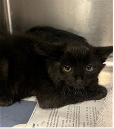 PEARL - Domestic Short Hair available for adoption