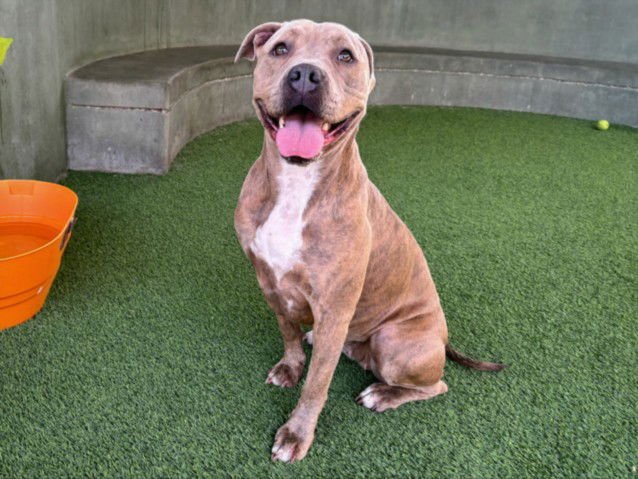 DARLA - Staffordshire Bull Terrier available for adoption