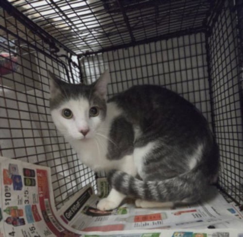 MAXXY - Domestic Medium Hair available for adoption