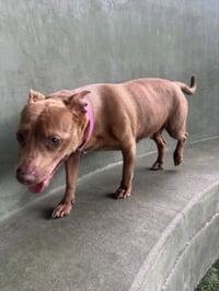 ROXY - Photo 1