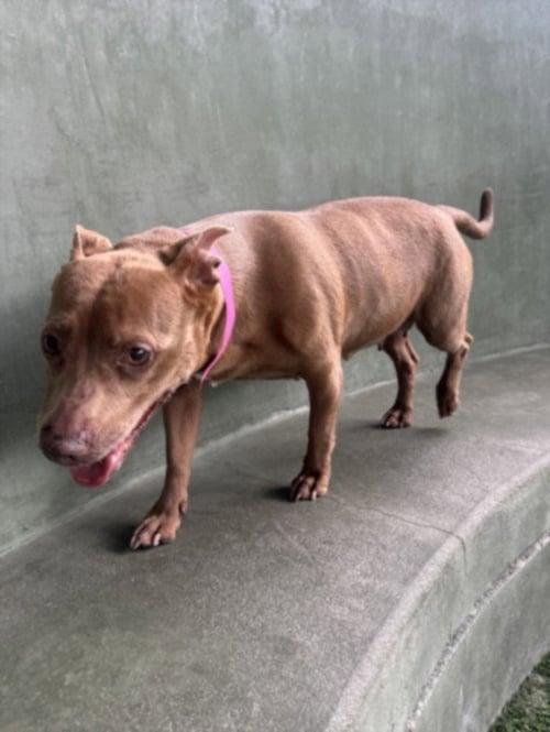 ROXY - American Staffordshire Terrier available for adoption