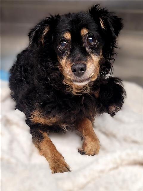 LUCY - Chihuahua / Dachshund available for adoption