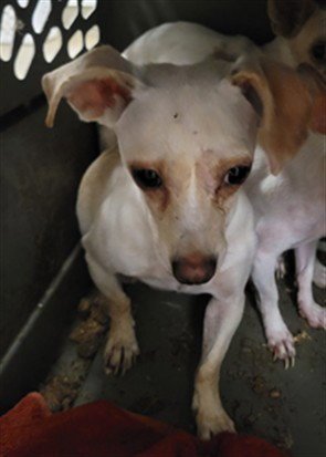 CONNIE - Chihuahua available for adoption