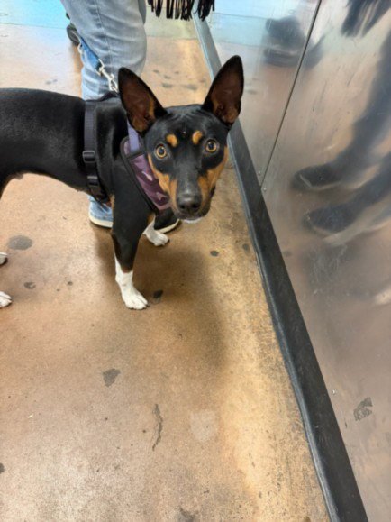 SPOON - Australian Kelpie available for adoption