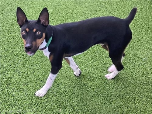 ROSCOE - Rat Terrier available for adoption