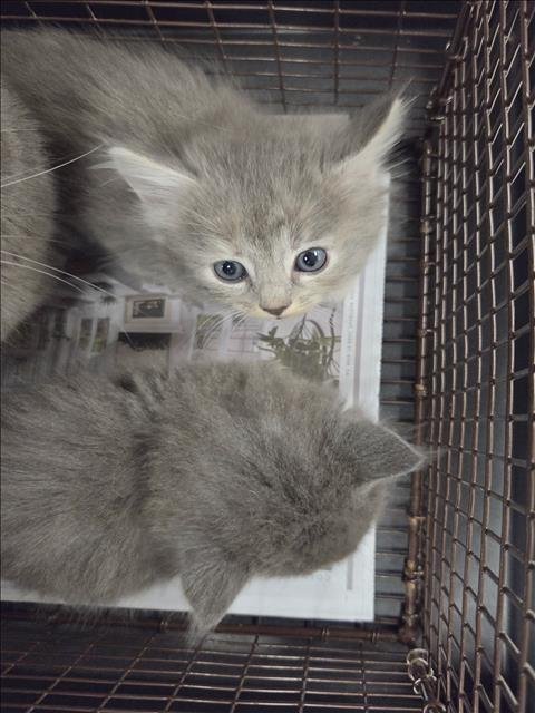 A2299800 - Russian Blue available for adoption