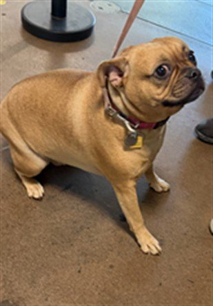 BUFFY - Pug available for adoption