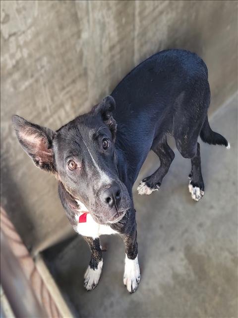 LUNA - Australian Kelpie available for adoption