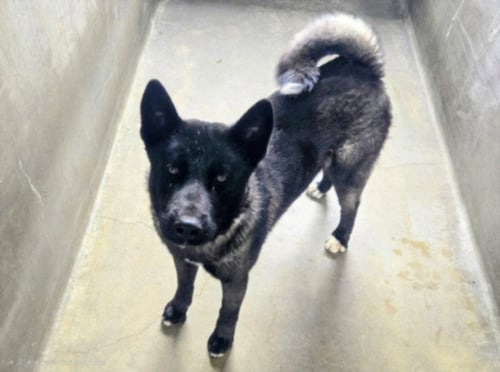 ALLEN - Belgian Shepherd Malinois / Akita available for adoption