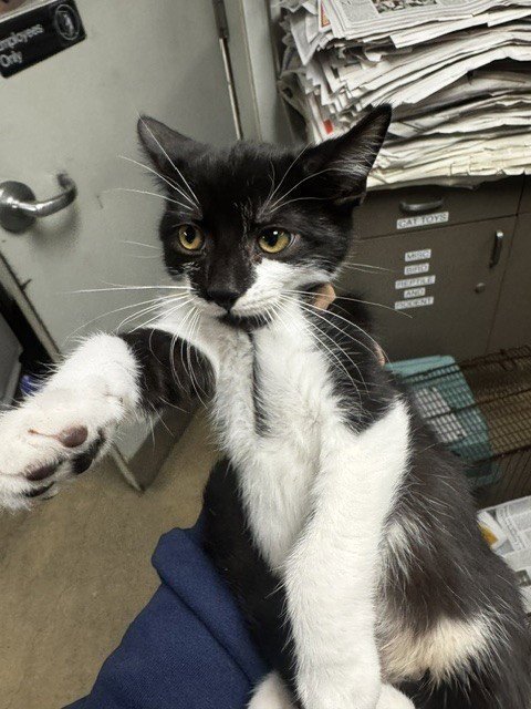GOBLIN - Domestic Short Hair available for adoption