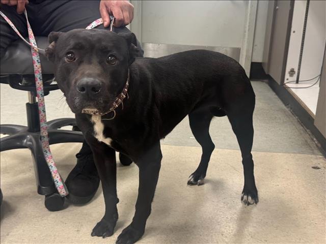 CHINA - Staffordshire Bull Terrier / Labrador Retriever available for adoption