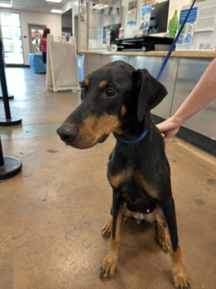 ZENNA - Doberman Pinscher available for adoption