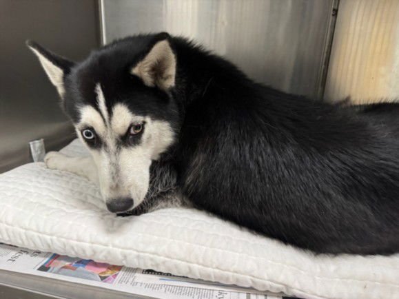 ELFIE - Siberian Husky available for adoption