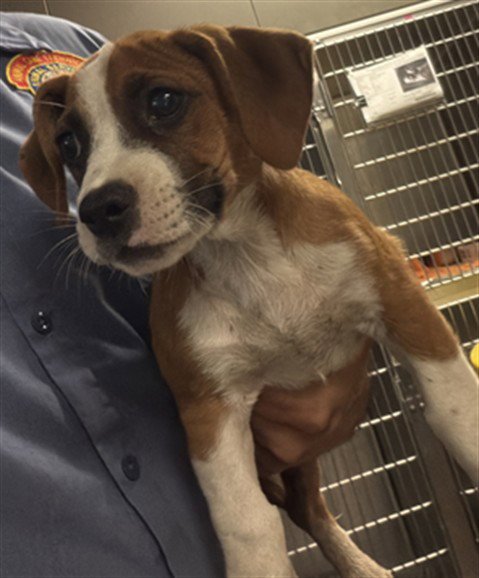 CARMINE - Boxer available for adoption