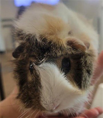 SANDRA - Guinea Pig available for adoption