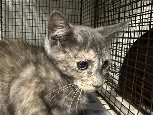 A2291165 - Domestic Short Hair available for adoption