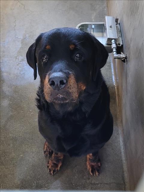 ACE - Rottweiler available for adoption