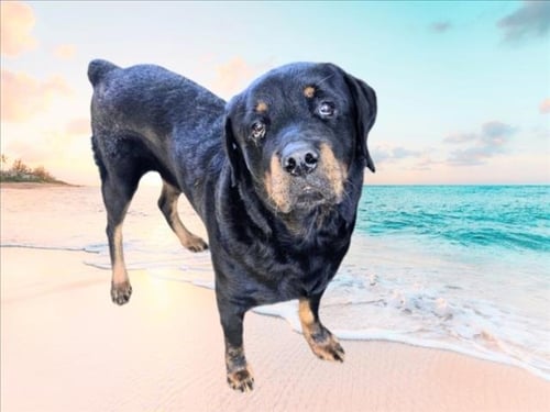 ACE - Rottweiler available for adoption