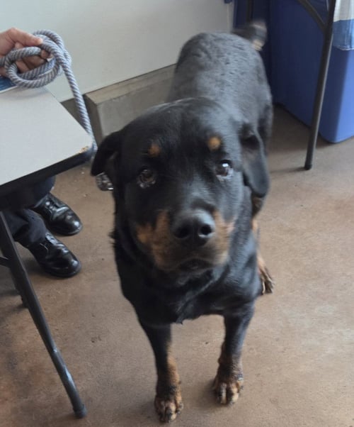 ACE - Rottweiler available for adoption