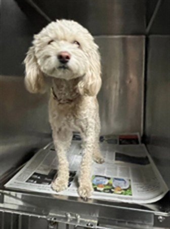 ALBA - Poodle (Miniature) available for adoption