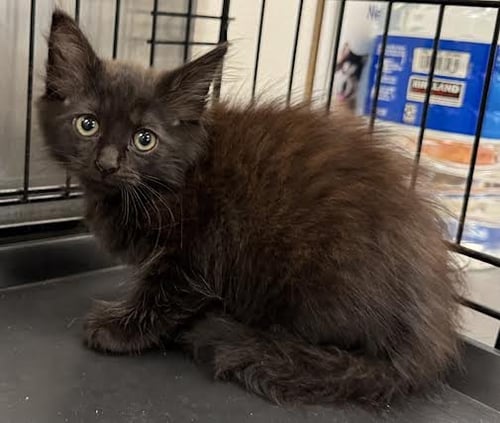 BINGO - Domestic Medium Hair available for adoption