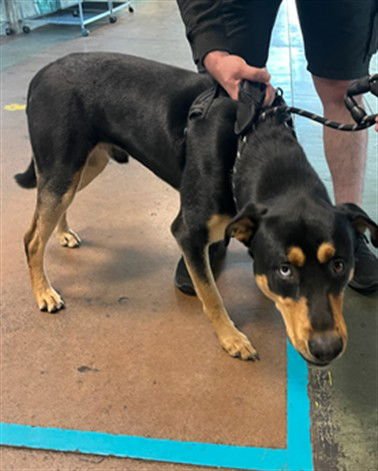 FLASH - German Shepherd Dog available for adoption