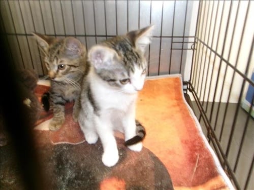 A2296183 - Domestic Short Hair available for adoption