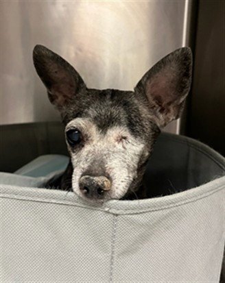 COCO - Chihuahua available for adoption
